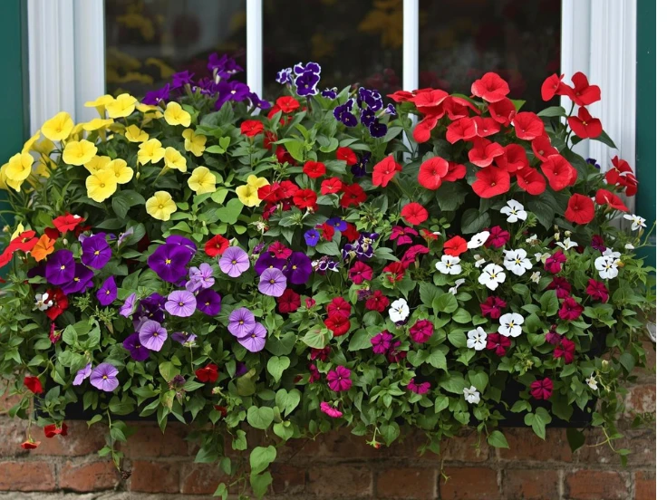 A vibrant window box overflowing with a variety of colorful flowers in full bloom.
