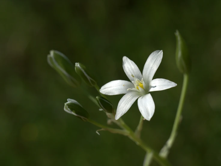 A white flower with a yellow center blooms amidst green grass.