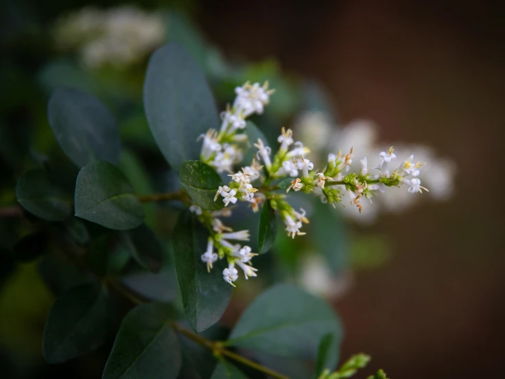 Detailed view of a plant with clusters of white flowers, showcasing their petals and leaves.