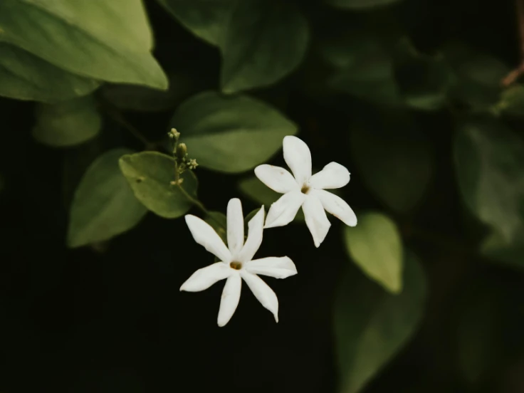 Two white flowers bloom on a green plant, showcasing delicate petals and vibrant foliage.