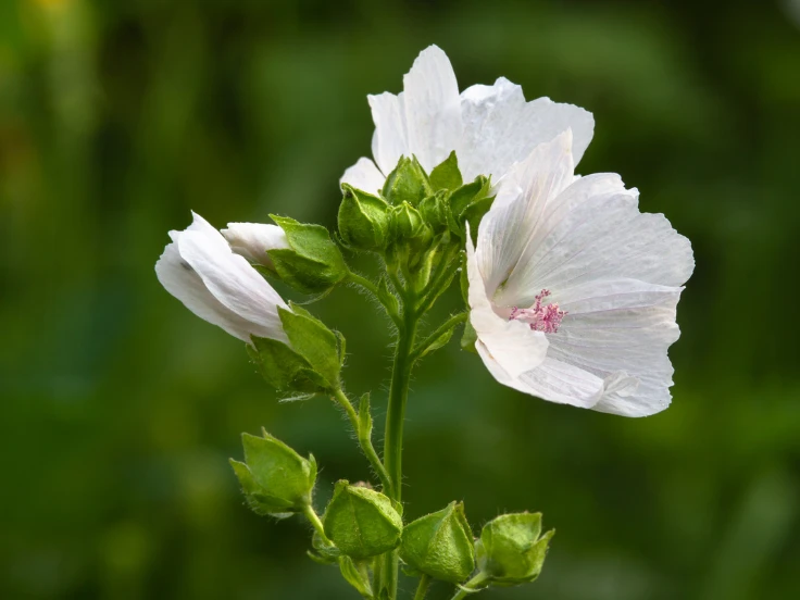 A delicate white flower surrounded by vibrant green leaves in the background.