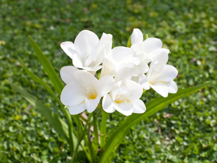 A cluster of white flowers blooming on a lush green grass background.