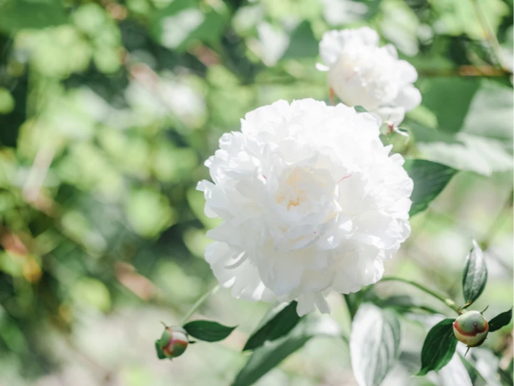 A delicate white peony flower stands out among lush greenery in a sunny garden.