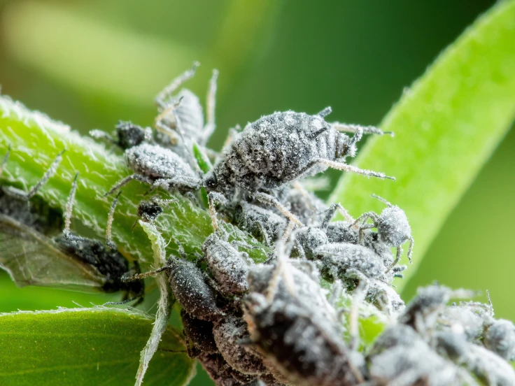 A cluster of various bugs resting on a green plant leaf, showcasing nature's small creatures in their habitat.
