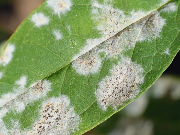A green leaf featuring distinct white spots scattered across its surface.