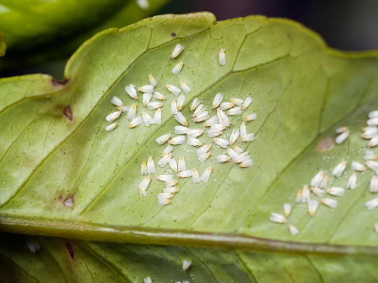 A green leaf covered with numerous small white seeds scattered across its surface.