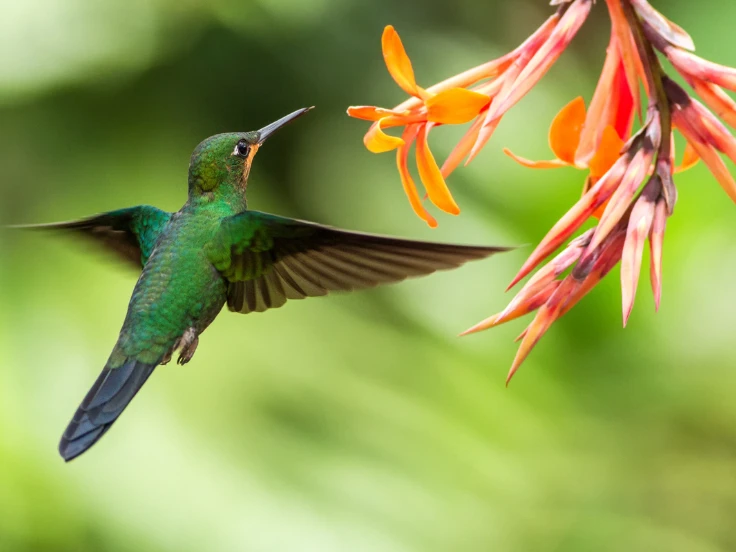 A vibrant hummingbird hovers near a colorful flower, showcasing its iridescent feathers in the sunlight.