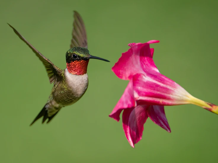A colorful hummingbird is suspended in mid-air, close to a blooming pink flower, capturing nature's beauty.