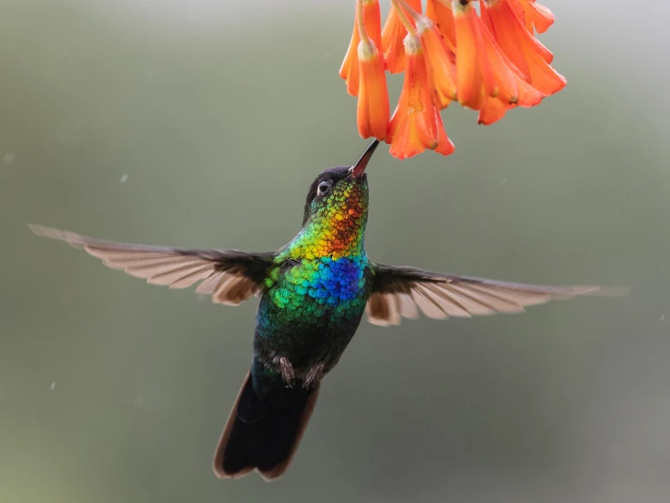 A hummingbird hovers in mid-air, approaching a vibrant flower with its wings in motion.