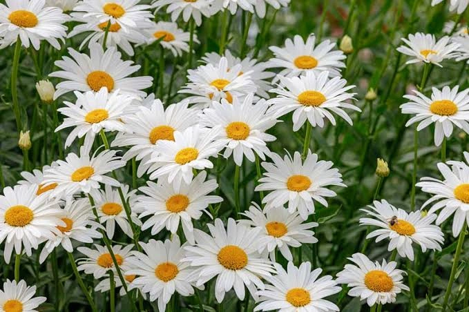 Peeacelily | Perennial Garden Flowers List: Top Picks for Year-Round Beauty Shasta Daisy (Leucanthemum × superbum)