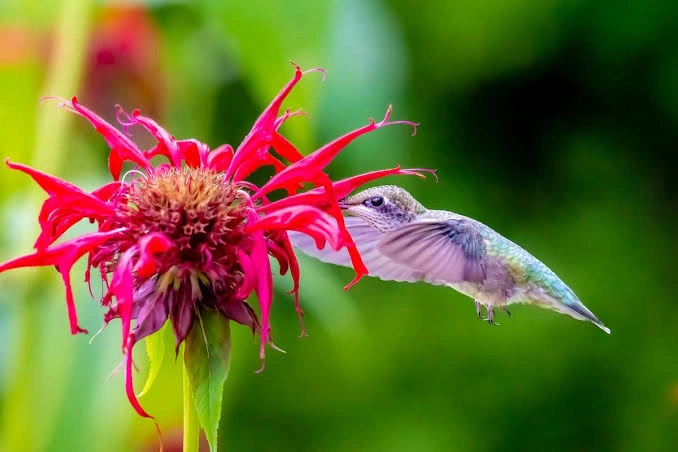 Peeacelily | Perennial Garden Flowers List: Top Picks for Year-Round Beauty Bee Balm: Attract Pollinators with the Perennial Garden Flowers List