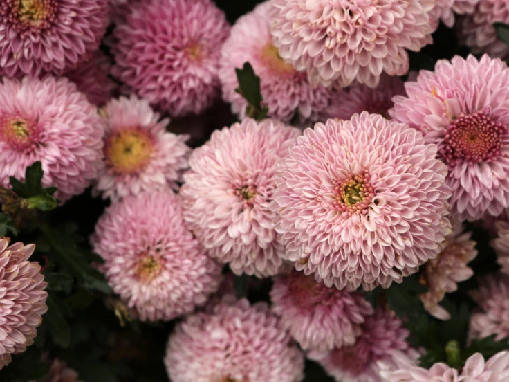 Close-up of vibrant pink flowers with delicate petals, showcasing their beauty and intricate details.
