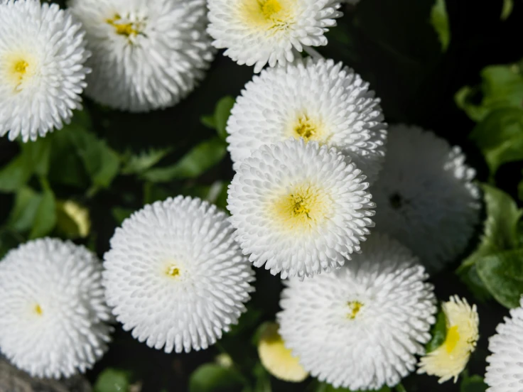 White flowers with yellow centers bloom vibrantly in a lush garden setting.