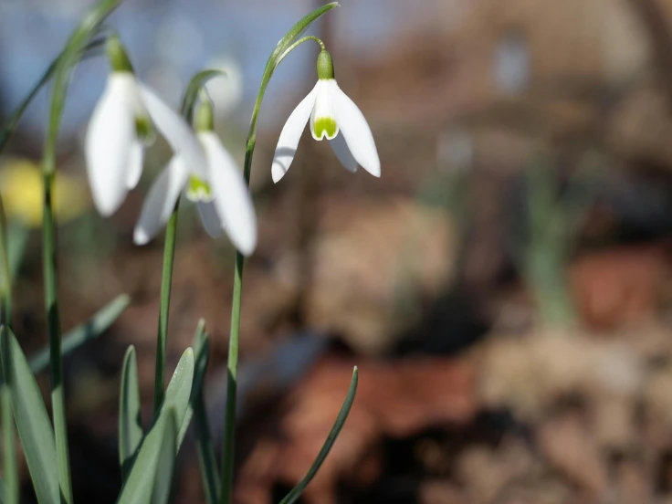 Snowdrop flowers blooming in a garden, showcasing delicate white petals against green foliage.