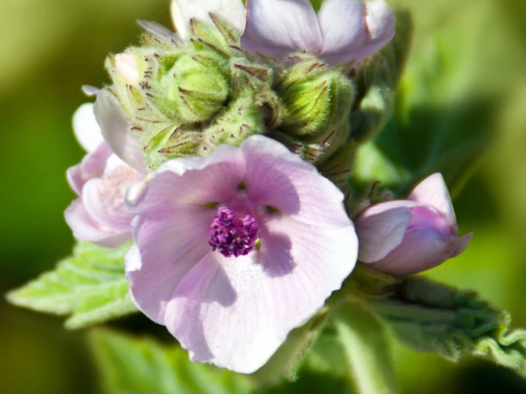 Close-up of a vibrant flower with delicate petals and a sturdy green stem against a blurred background.