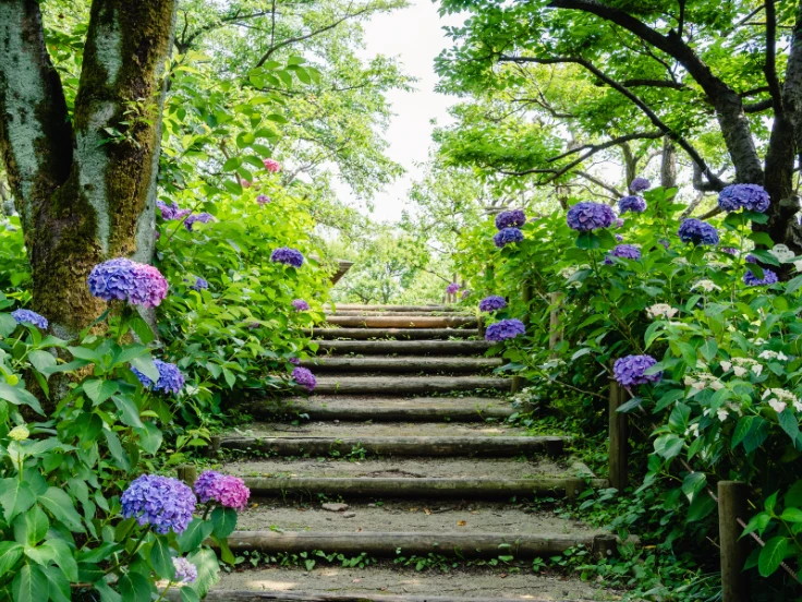 A stone path with steps leads to a vibrant garden filled with blooming purple flowers under a clear blue sky.