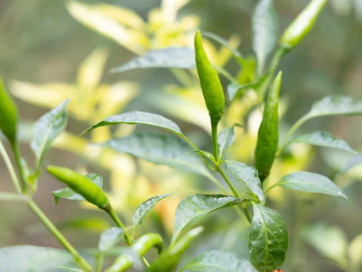 A vibrant plant featuring lush green leaves and bright red flowers, adding a pop of color to its surroundings.