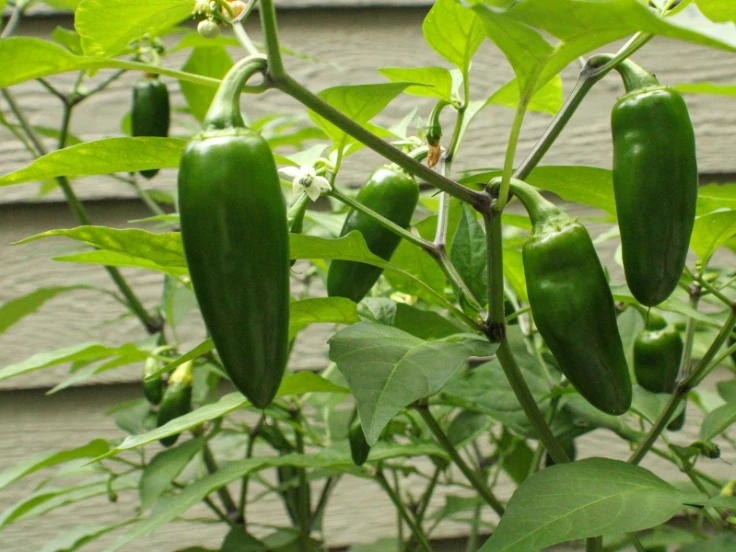 A vibrant plant with several green peppers growing among its lush green leaves.