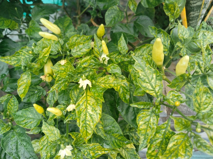A plant with vibrant yellow and green peppers growing among lush green leaves.