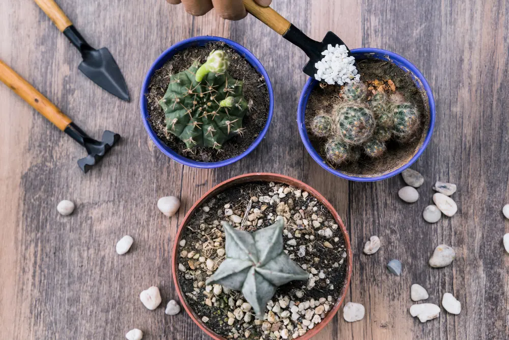 Terrarium tools and cactus plants