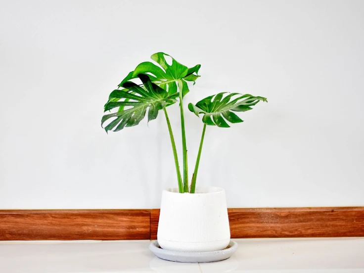 A simple white vase with a lush green plant inside, adding a touch of nature.