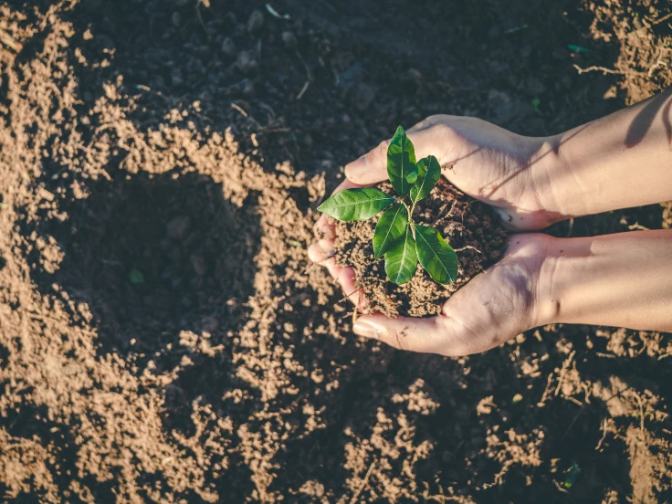 Hands gently cradling a small green plant nestled in rich brown soil.
