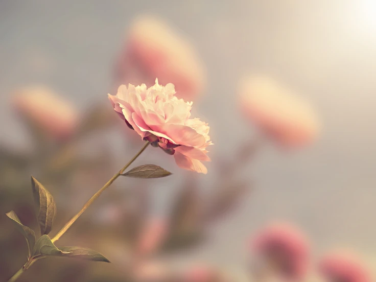 A vibrant pink flower stands out against a softly blurred background.