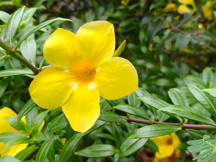 A vibrant yellow flower blooming in a lush garden, surrounded by green leaves and sunlight.