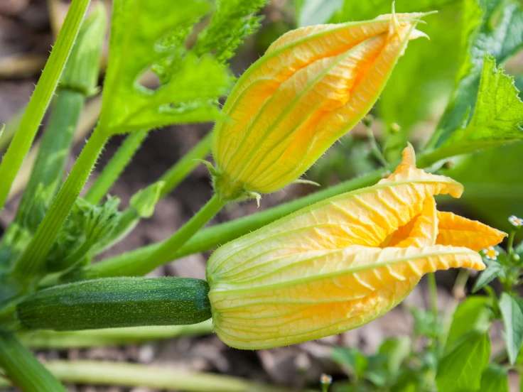 Close-up of a vibrant yellow zucchini flower with delicate petals and a green stem.