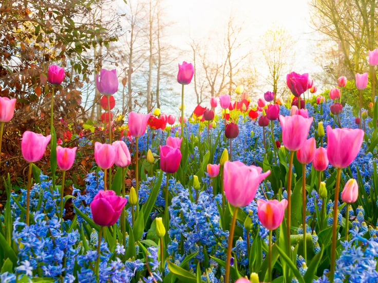 A vibrant field of pink and blue flowers illuminated by sunlight filtering through the petals.