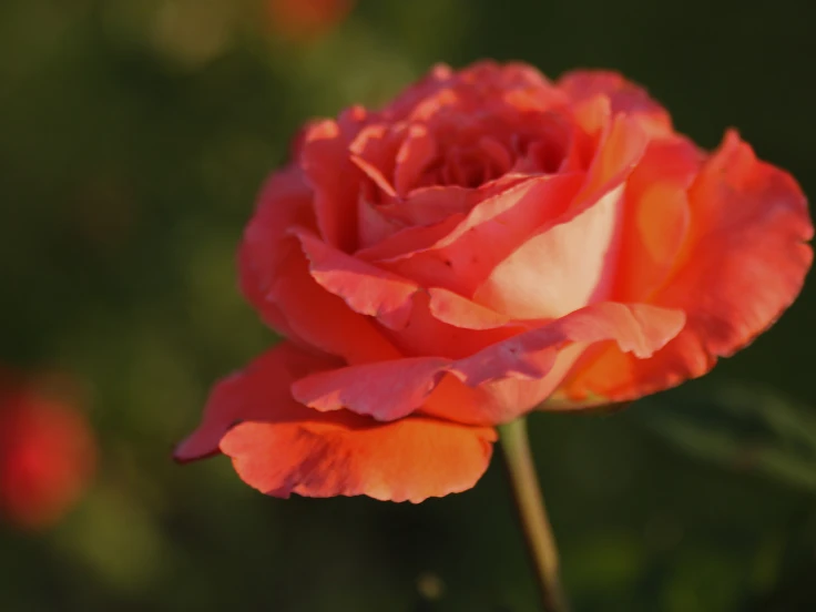 A vibrant orange rose blooms in sunlight, showcasing its delicate petals and rich color against a bright background.