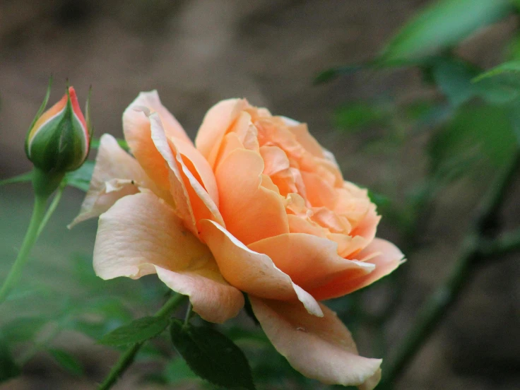 A vibrant orange rose blooming in a lush garden, surrounded by green leaves and soft sunlight.