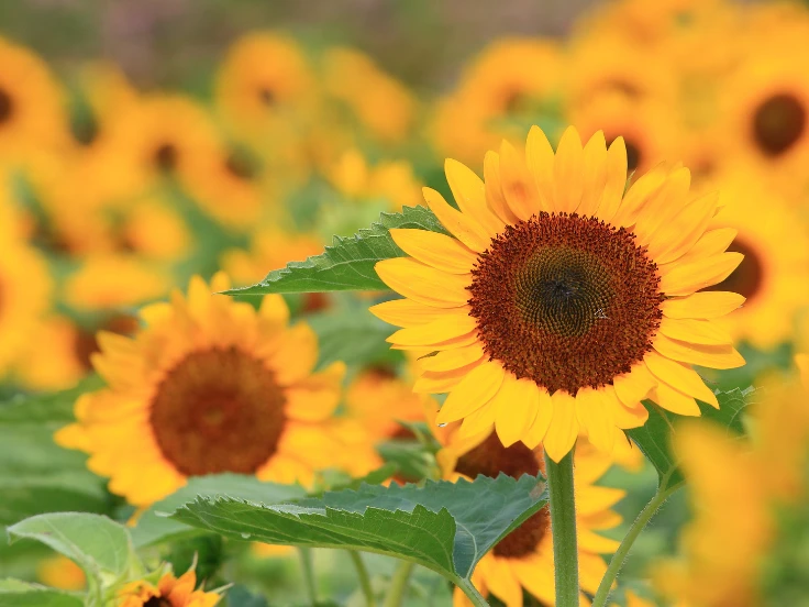 A vibrant field filled with numerous bright yellow sunflowers swaying gently in the breeze under a clear blue sky.