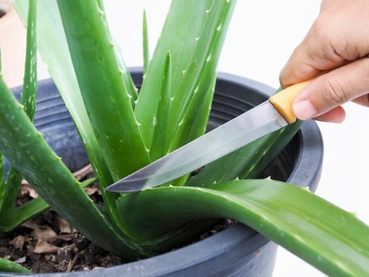 A person trimming the top of an aloe vera plant with scissors, focusing on the green, fleshy leaves.