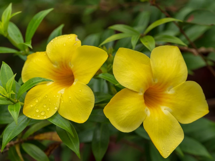 Close-up of two yellow flowers, each with sparkling water droplets on their petals.
