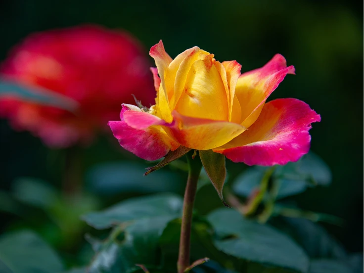 A single rose featuring vibrant yellow and pink petals, showcasing a beautiful blend of colors.