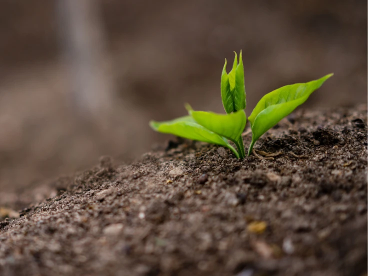 A small green plant sprouting from rich brown soil, symbolizing growth and new beginnings.