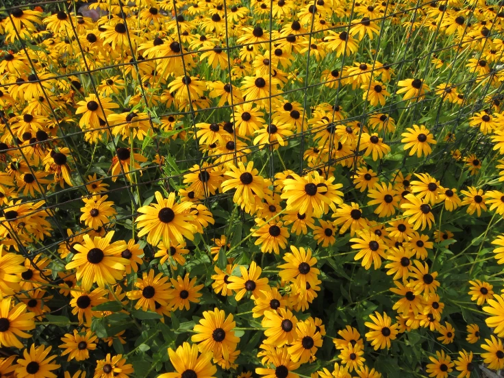 A vibrant garden filled with a large expanse of bright yellow flowers swaying gently in the breeze.