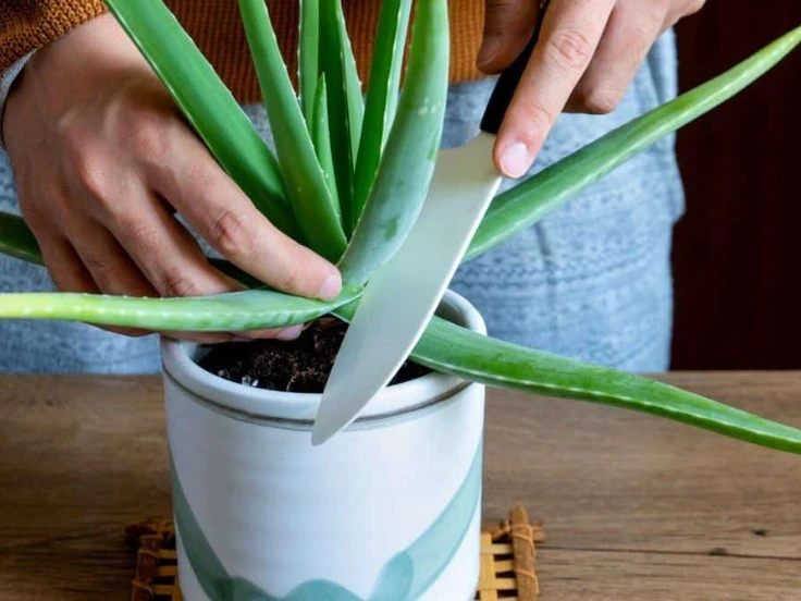 A person using scissors to cut the stem of a green aloe vera plant in a bright indoor setting.