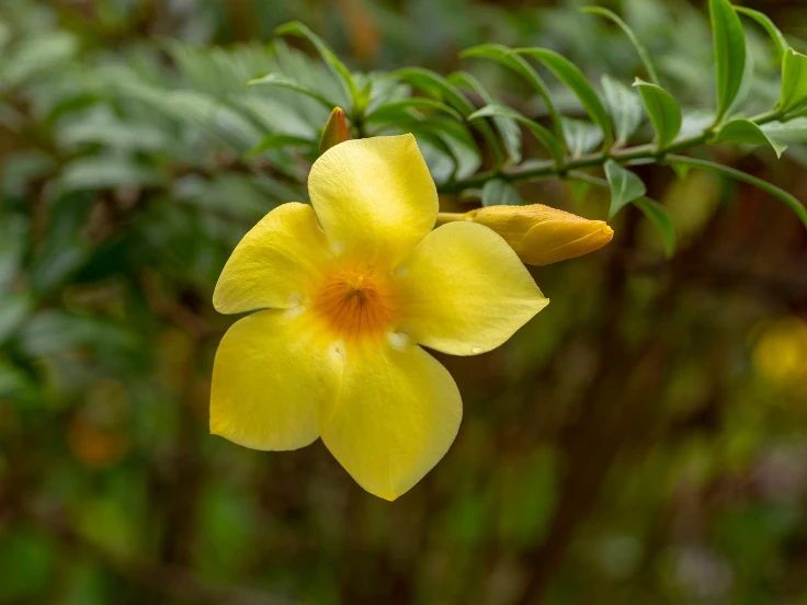 A vibrant yellow flower blooms on a bush surrounded by lush green leaves.