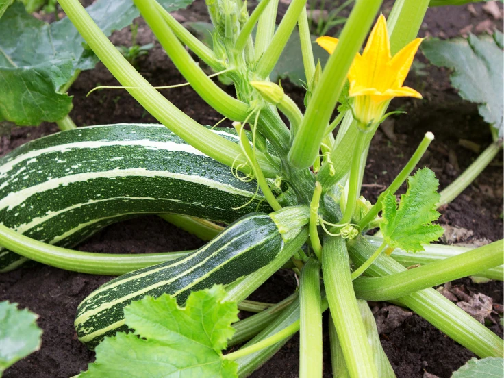 A zucchini plant displaying vibrant green and yellow flowers among its lush green leaves.