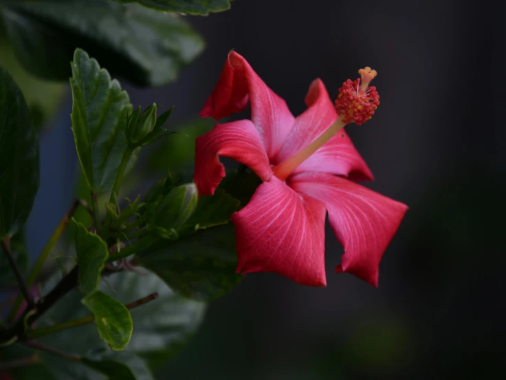 A vibrant red flower with a lush green stem against a neutral background.