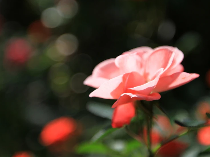 A vibrant pink rose blooms in sharp focus against a softly blurred background.