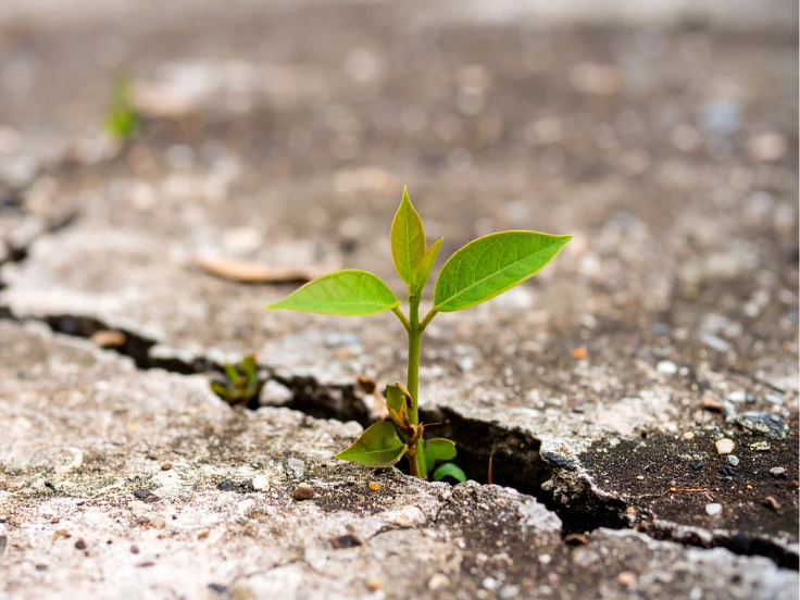 A small green plant emerging from a crack in dry ground, symbolizing resilience and growth in challenging conditions.