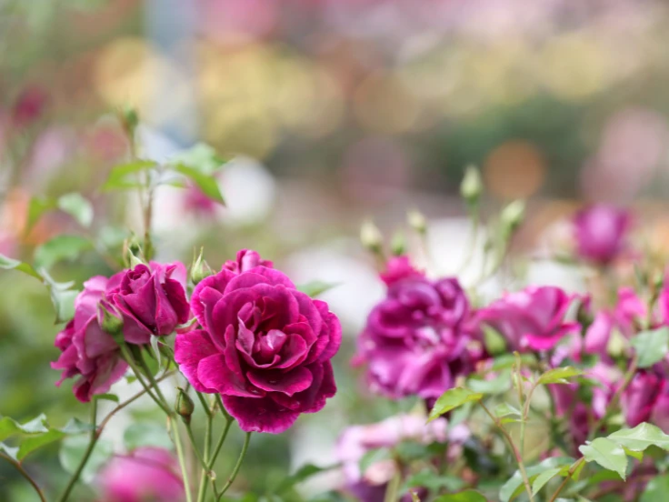 Close-up of vibrant purple roses blooming in a lush garden, showcasing their delicate petals and rich color.