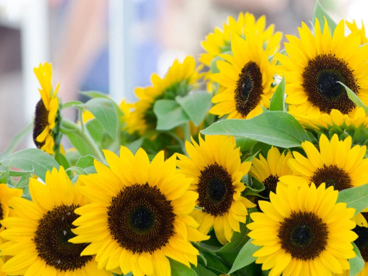A vibrant vase filled with bright sunflowers and lush green leaves, creating a cheerful floral display.