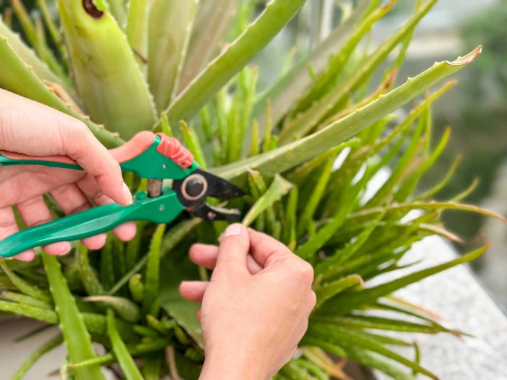 A person using scissors to trim a green plant, focusing on the leaves and stems.