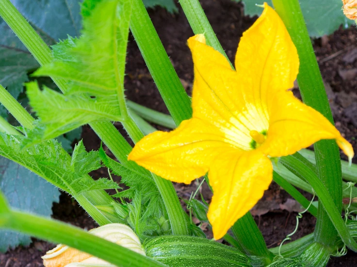A vibrant yellow flower blooming in a lush garden setting.
