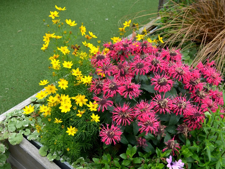 A vibrant flower garden filled with a variety of colorful blooms in full bloom under bright sunlight.