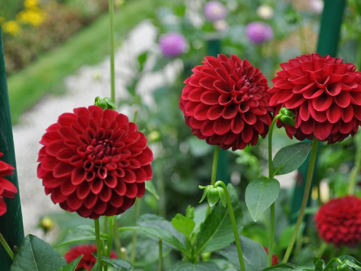 Vibrant red dahlia flowers blooming in a lush garden setting.